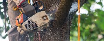 Best Tree Cabling and Bracing  in Grantville, GA