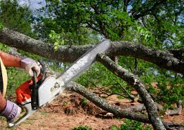 Best Storm Damage Tree Cleanup  in Grantville, GA