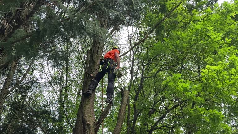 Best Fruit Tree Pruning  in Grantville, GA