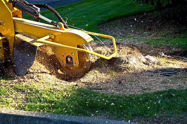 Grantville, GA Tree Removal Company